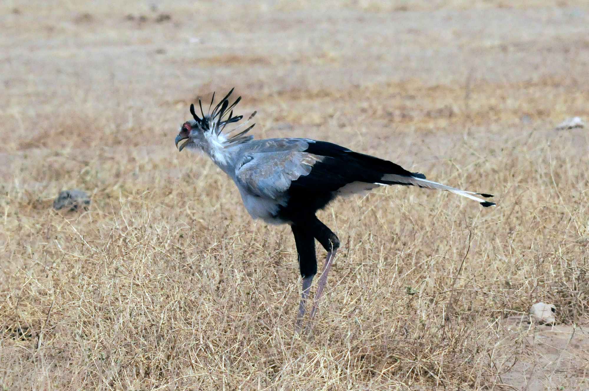 Kilima-Amboseli-Birding