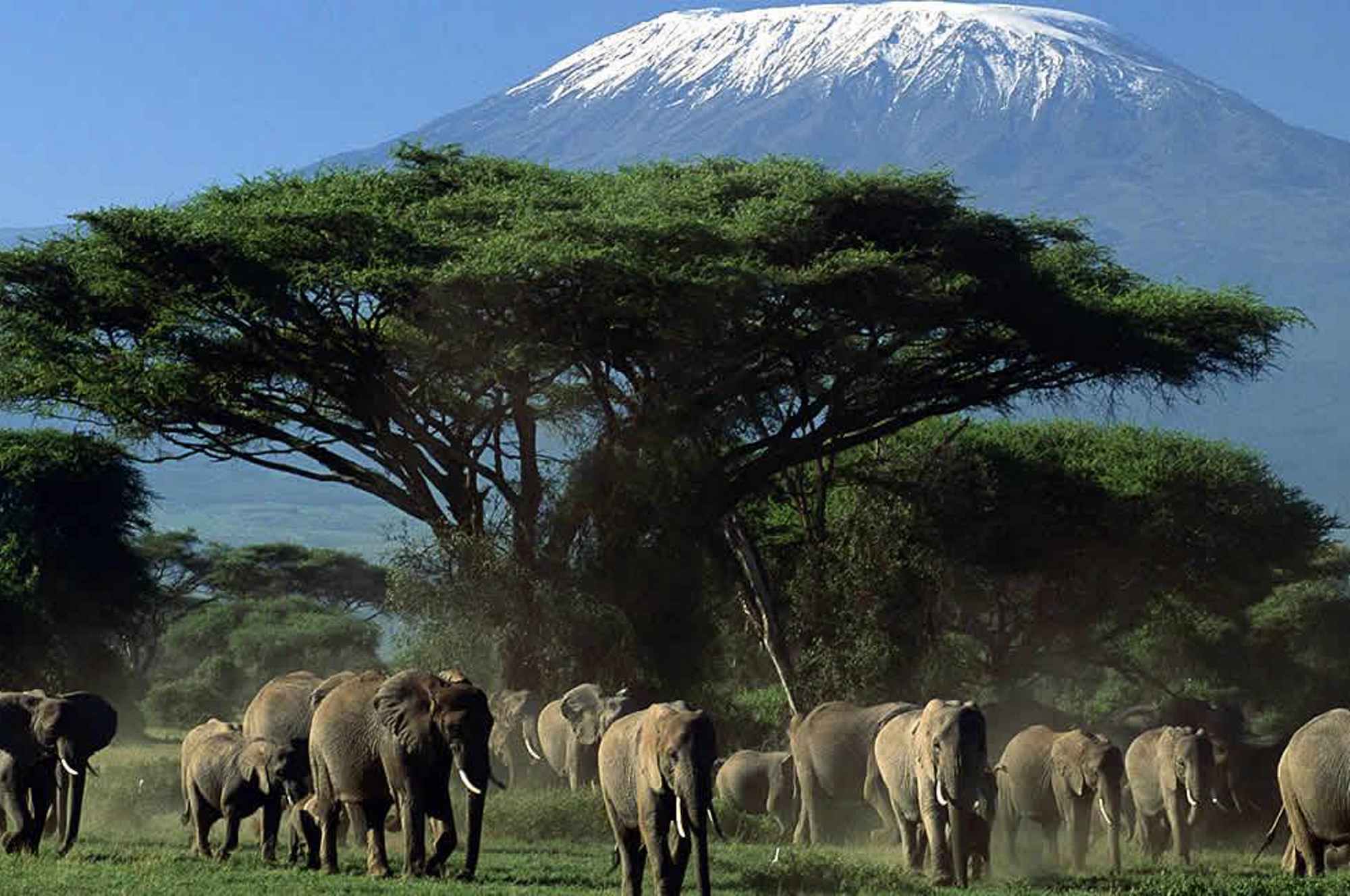 Kilima-Amboseli-Game-Drive