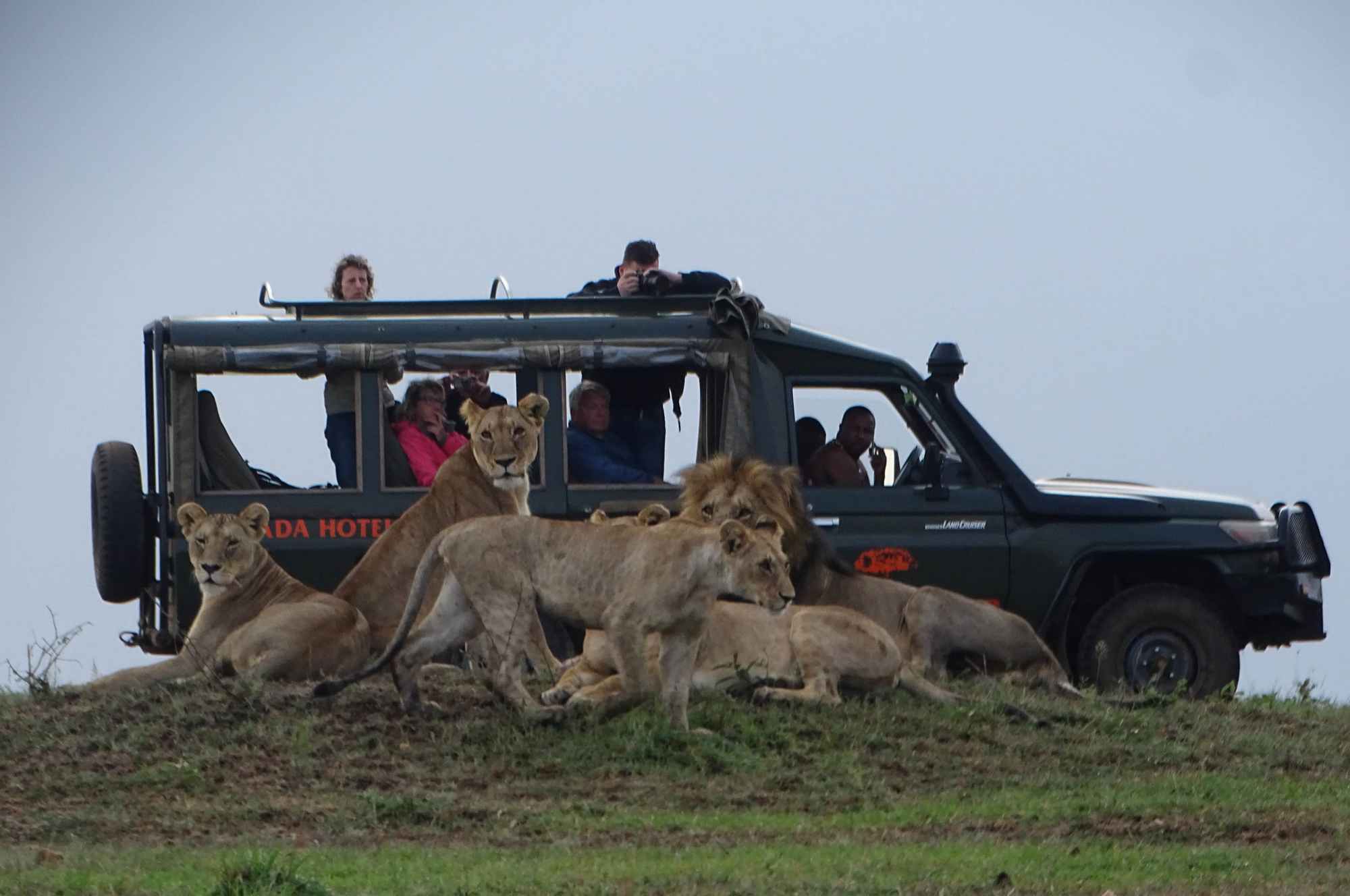 Game-Drive-Masai-Mara