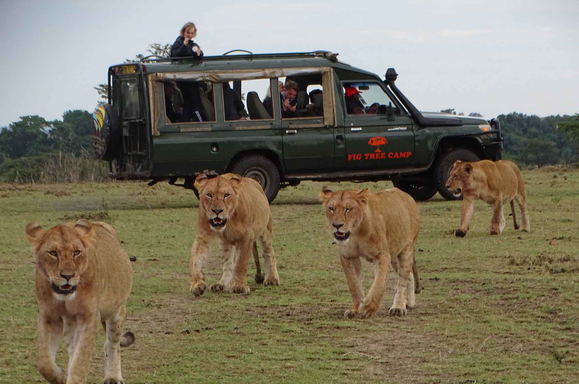 Game-Drive-Masai-Mara