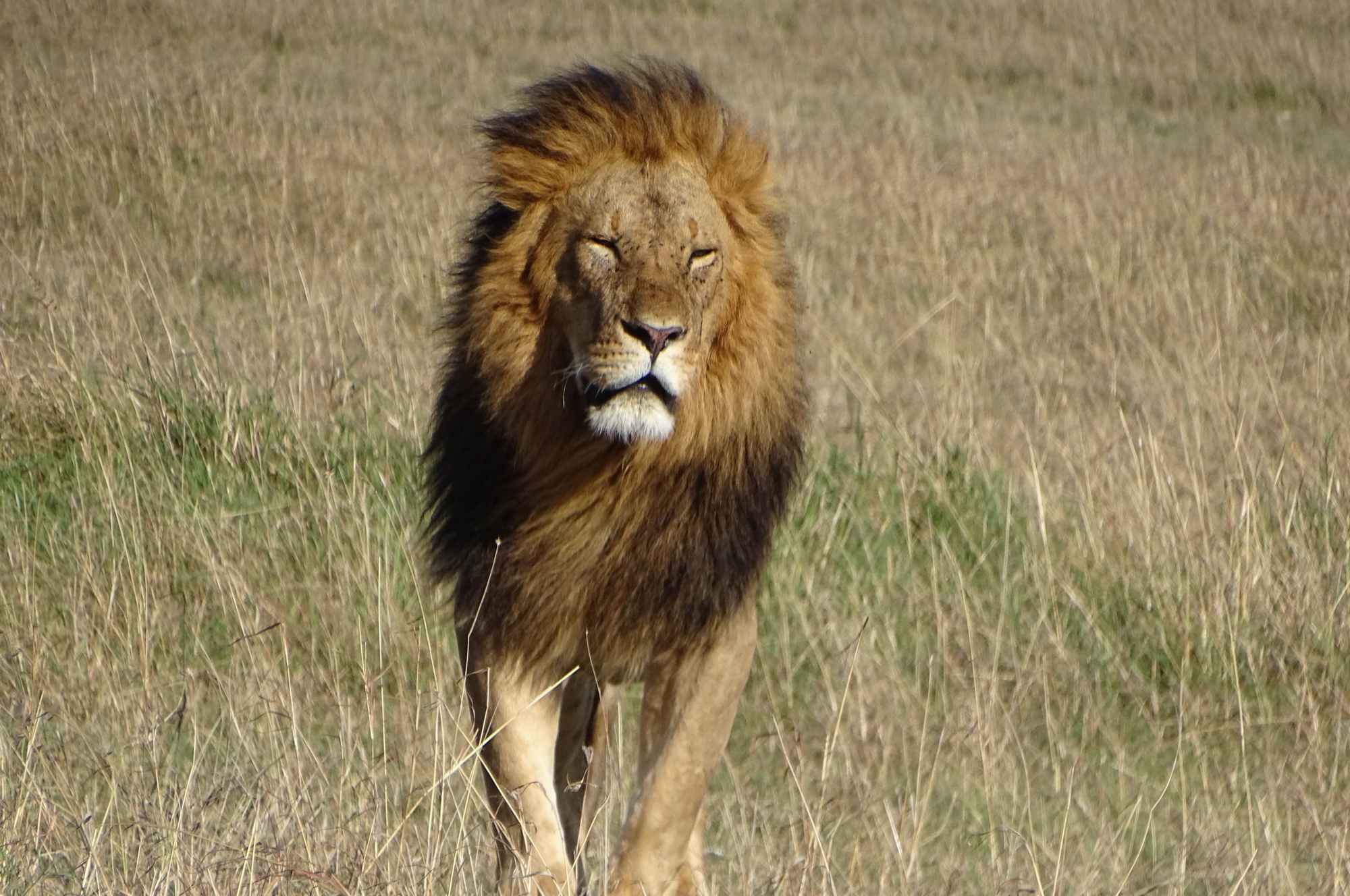 Wild-Life-Masai-Mara