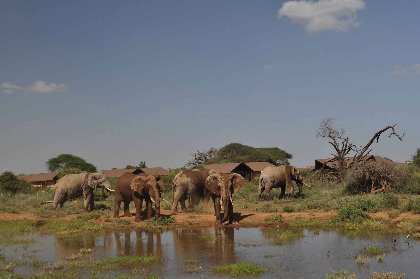 Amboseli-Wild-Life