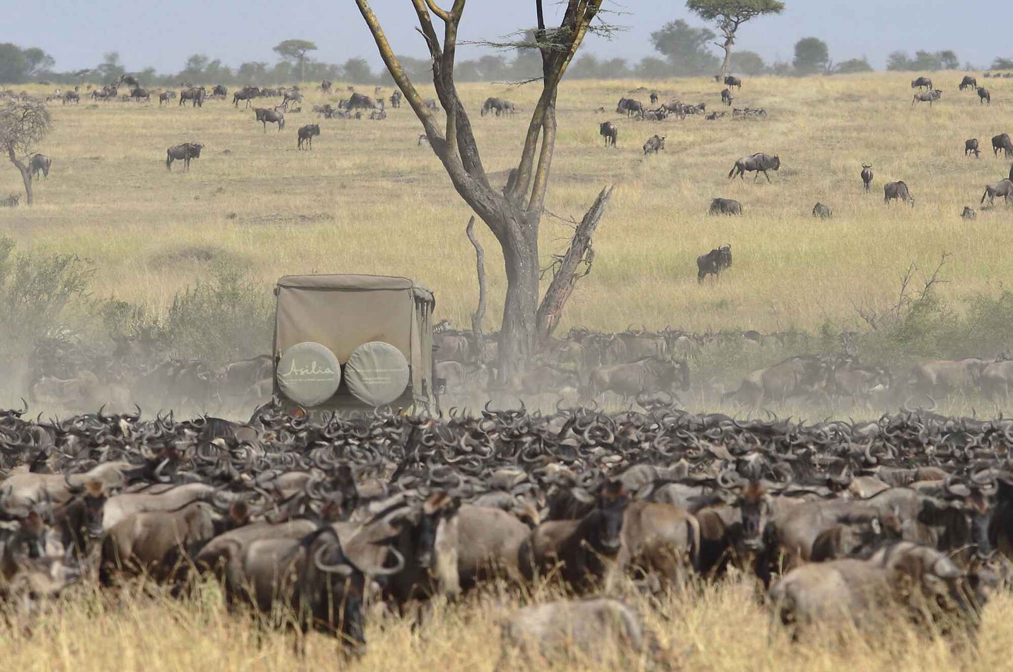 Game-Drive-Tarangire-Wildebeest-Migration